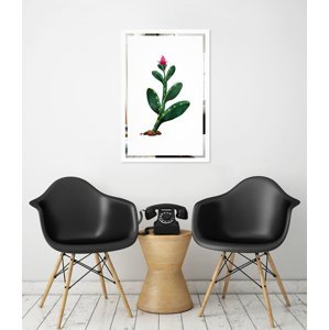 Obraz Kaktus na zrcadle Mirrora 65 - 60x40 cm