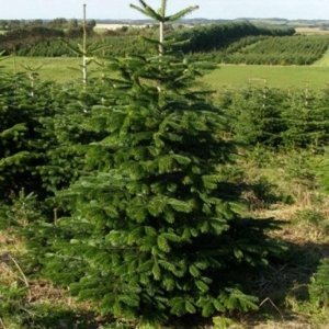 Stromkyonline.cz Živý, řezaný Vánoční stromek Jedle Kavkazská / do 120 cm