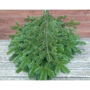 Živý, řezaný Vánoční stromek Chvojí / Chvojí smrkové - svazek velký (10 větví po 50 cm)