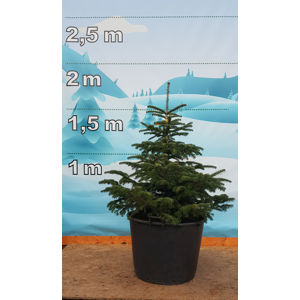 Živý, řezaný Vánoční stromek Stromky v květináčích - Jedle Kavkazská / Jedle Kavkazská Filip - 3 490 Kč
