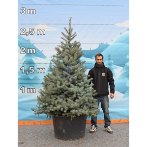 Živý, řezaný Vánoční stromek Stromky v květináčích - Smrk / Smrk pichlavý Petra - 4 990 Kč