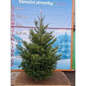 Stromkyonline.cz Živý, řezaný Vánoční stromek Jedle Obrovská - Abies Grandis / 276 - 300 cm