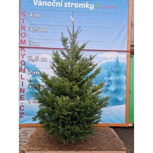 Stromkyonline.cz Živý, řezaný Vánoční stromek Jedle Obrovská - Abies Grandis / 301 - 350 cm