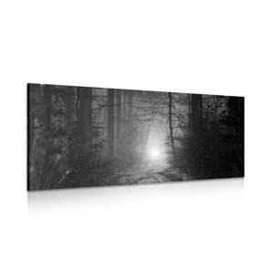 Obraz světlo v lese v černobílém provedení