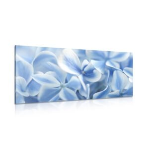 Obraz modro-bílé květy hortenzie