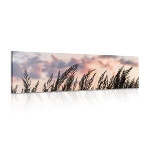 Obraz klásky dlouhé trávy