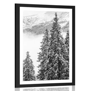 Plakát s paspartou zasněžené borové stromy v černobílém provedení
