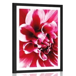 Plakát s paspartou růžový květ