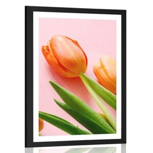 Plakát s paspartou elegantní tulipán