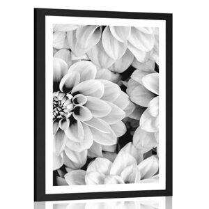 Plakát s paspartou květiny dálí v černobílém provedení