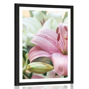 Plakát s paspartou růžová lilie v rozkvětu
