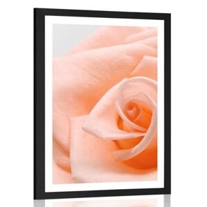 Plakát s paspartou růže v broskvovém odstínu