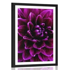 Plakát s paspartou purpurovo-fialový květ