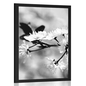Plakát třešňový květ v černobílém provedení