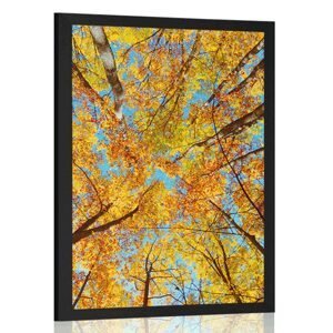 Plakát podzimní koruny stromů