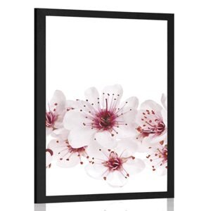 Plakát třešňové květiny