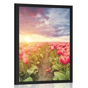 Plakát východ slunce nad loukou s tulipány