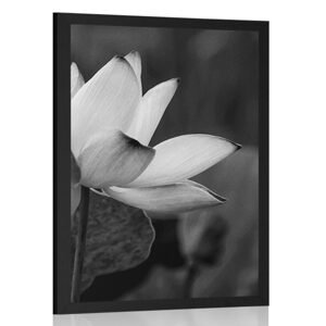 Plakát jemný lotosový květ v černobílém provedení