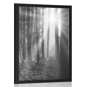 Plakát východ slunce v lese v černobílém provedení