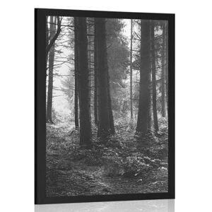 Plakát les zalitý sluncem v černobílém provedení