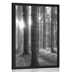 Plakát sluneční ráno v lese v černobílém provedení