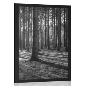 Plakát ráno v lese v černobílém provedení