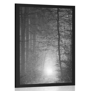 Plakát světlo v lese v černobílém provedení