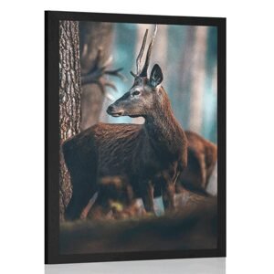 Plakát jelen v borovém lese