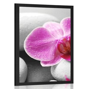 Plakát květiny orchideje na bílých kamenech