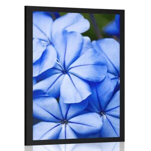 Plakát divoké modré květiny
