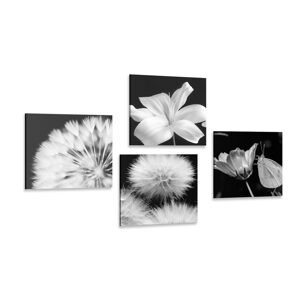 Set obrazů černobílá krása květin s motýlem