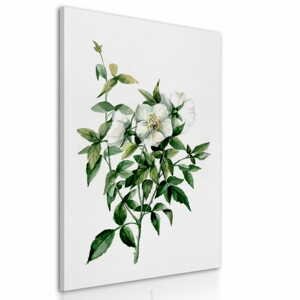 Obraz na plátně WHITE FLOWERS III. různé rozměry Ludesign ludesign obrazy: 70x50 cm