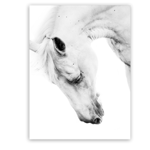 Obraz na plátně HORSE PORTRA 60x80 cm Styler