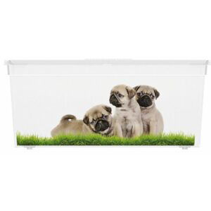 KIS Puppy and Kitten 57497 Plastový box - L