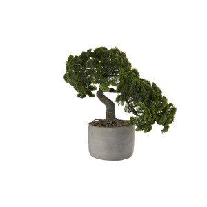 Bonsai cypřiš 24,5 cm ASA Selection