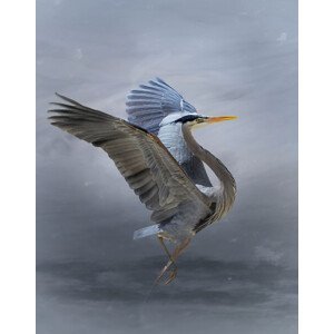 Umělecká fotografie The Great Blue Heron, Krystina Wisniowska, (30 x 40 cm)