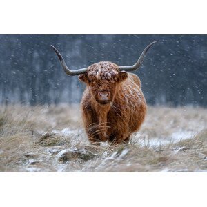Umělecká fotografie Snowy Highland cow, Richard Guijt, (40 x 26.7 cm)