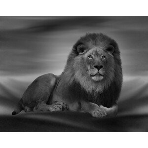 Umělecká fotografie The Lion King, Krystina Wisniowska, (40 x 30 cm)