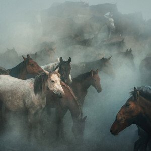 Umělecká fotografie lost horses, Huseyin Taşkın, (40 x 40 cm)