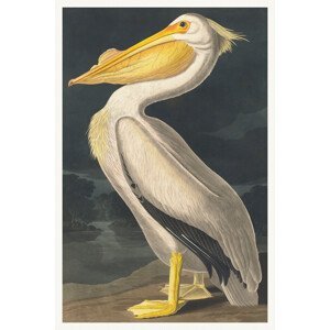 Obrazová reprodukce The White Pelican (Birds) - John James Audubon, (26.7 x 40 cm)