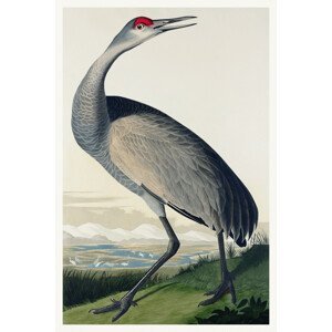 Obrazová reprodukce The Hooping Crane (Birds) - John James Audubon, (26.7 x 40 cm)