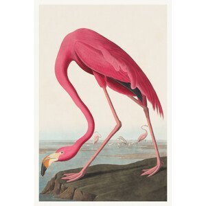 Obrazová reprodukce The Pink Flamingo (Birds) - John James Audubon, (26.7 x 40 cm)