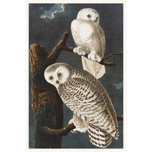 Obrazová reprodukce The Snowy Owl (Birds) - John James Audubon, (26.7 x 40 cm)