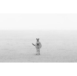 Umělecká fotografie Lonely Zebra, Yun Wang, (40 x 26.7 cm)