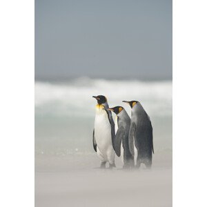 Umělecká fotografie Falklands, Joan Gil Raga, (26.7 x 40 cm)