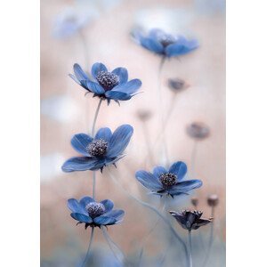 Umělecká fotografie Cosmos blue, Mandy Disher, (26.7 x 40 cm)