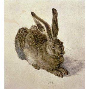 Albrecht Dürer - Obrazová reprodukce Hare, 1502, (35 x 40 cm)