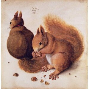 Albrecht Dürer - Obrazová reprodukce Squirrels, 1512, (40 x 40 cm)