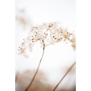 Umělecká fotografie Soft dried flower_brown, Studio Collection, (26.7 x 40 cm)
