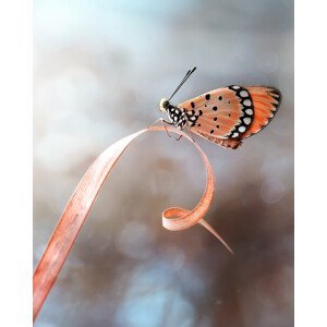 Umělecká fotografie The Butterfly, Fauzan Maududdin, (30 x 40 cm)